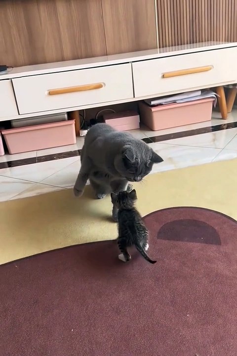 Funniest animals |  #animals #cuteanimals #funniestanimals #funnyanimals