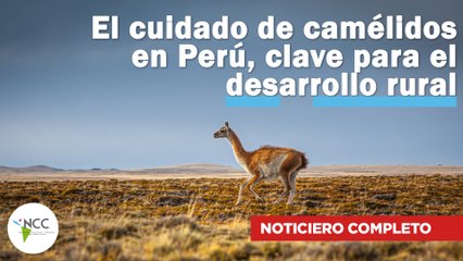 El cuidado de camélidos en Perú, clave para el desarrollo rural | 700 | 21 al 27 de octubre de 2024