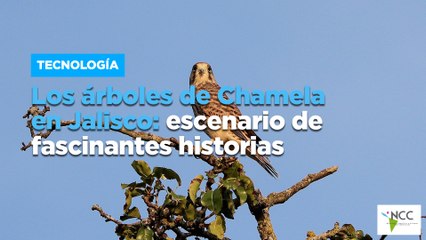 Los árboles de Chamela en Jalisco: escenario de fascinantes historias