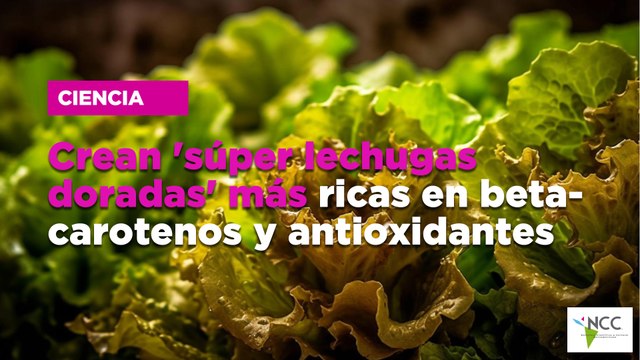 Crean 'súper lechugas doradas' más ricas en betacarotenos y antioxidantes