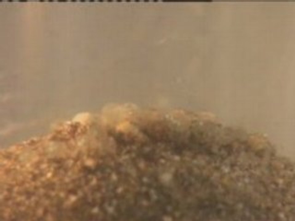 Eclosion grunions nausicaa