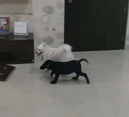 Poppy and Charli playing together