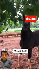 Cavalo fica bravo e morde homem!!!