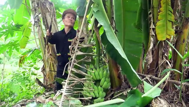 Dwarf Family Harvesting Corn Garden Goes to the market sell - Make Brooms Handmade - Family Care.