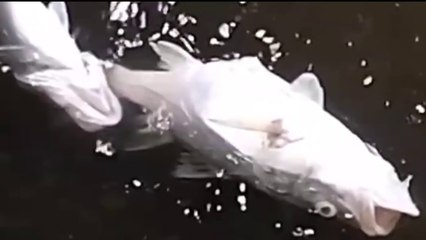 tn7-Alerta por gran cantidad de peces muertos en ríos de Limón-171024