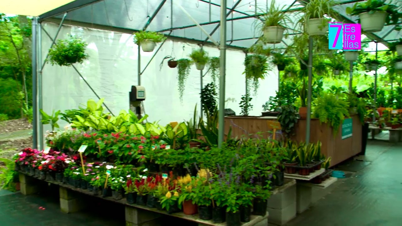 7est-‘Tips’ para cuidar sus plantas y que no mueran en el intento-171024