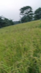 Kati Bihu (assam) Dewl Dewl Dewl 