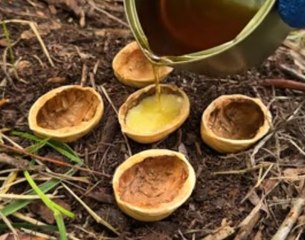 Walnut hacks that can save you in the woods!