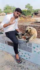 Very hungry baby monkey