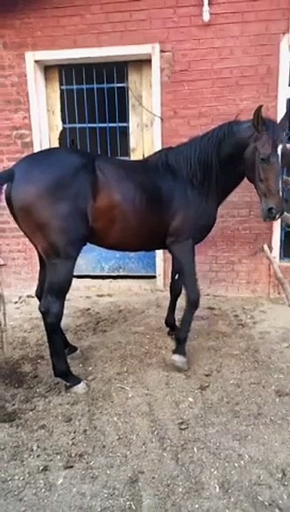 Horse lover's #plz_subscribe_my_channel