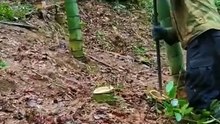 以前用人工挖竹兜，确实辛苦不赚钱，但如今可以用挖树机，5分钟一个。一个卖100元，一个人可以轻松净赚1000多元一天。挖竹根一本万利快快行动起来吧， 竹兜收购价参考 3cm,3元. 5cm,6元. 8cm,10元. 10cm,15元. 12cm,25元. 14cm,40元. 16cm,60元. 18cm,80元. 20cm,120元. #竹兜 #挖竹兜 #竹根
