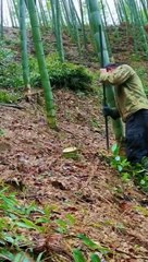 以前用人工挖竹兜，确实辛苦不赚钱，但如今可以用挖树机，5分钟一个。一个卖100元，一个人可以轻松净赚1000多元一天。挖竹根一本万利快快行动起来吧， 竹兜收购价参考 3cm,3元. 5cm,6元. 8cm,10元. 10cm,15元. 12cm,25元. 14cm,40元. 16cm,60元. 18cm,80元. 20cm,120元. #竹兜 #挖竹兜 #竹根