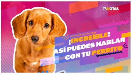 Comunicarte con tu perrito ¡sí es posible! Aquí la técnica