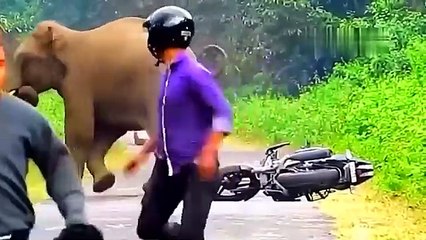 When animals go on a Rampage! Intersting animal moments