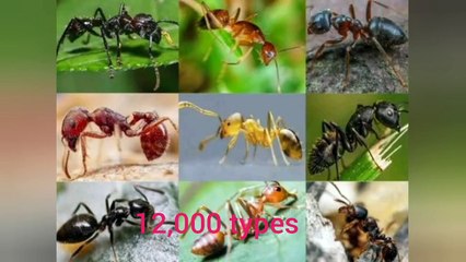 Interesting facts about ants  | about ants | ants facts | animals facts | science facts