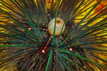 Dalış turizminin gözdesi Kaş'tan muhteşem su altı görüntüleri