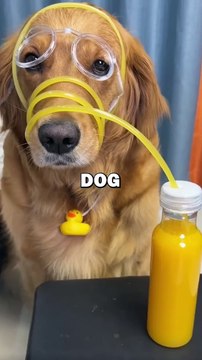 DOG LOVES JUICE! #pets #doglover #funny #cuteanimals #cute #dogs