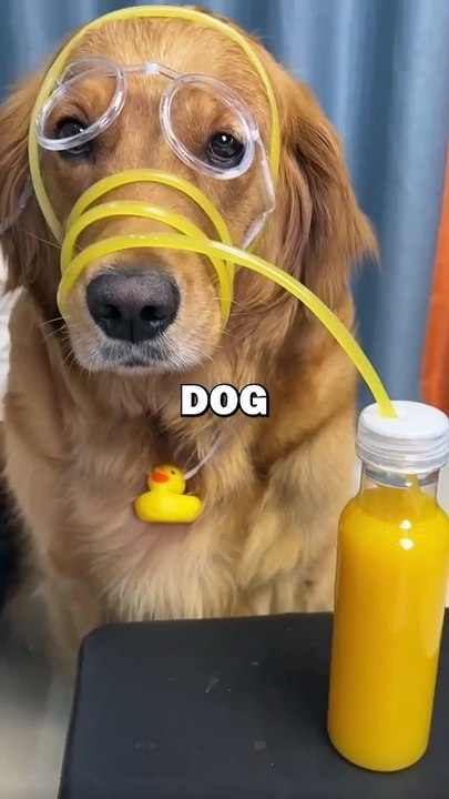 DOG LOVES JUICE! #pets #doglover #funny #cuteanimals #cute #dogs