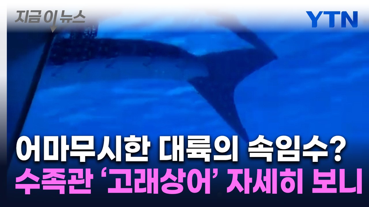 "완전 사기 당했다"...고래상어 자랑한 中 수족관서 관람객 '분노' [지금이뉴스] / YTN