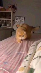 cute cats and kittens|| cute cats and kittens funny video