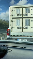 Bu kadar olur CHP'nin çözümü! Sokak köpeklerine bakın ne yaptılar