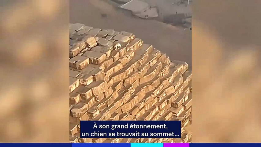 Un chien en haut de la grande pyramide de Gizeh