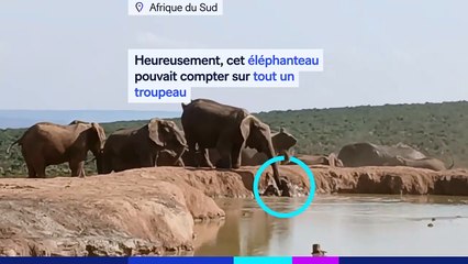 Un troupeau sauve un éléphanteau tombé dans l’eau