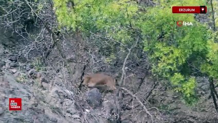 Erzurum'da yaban keçileri köylüler tarafından korunuyor