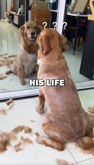 DOG GETS BAD HAIRCUT! #pets #doglover #funny #cuteanimals #dogs #cute