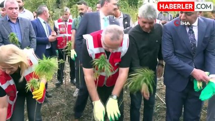 Amasya Üniversitesi Kenevir Üretimine Başladı