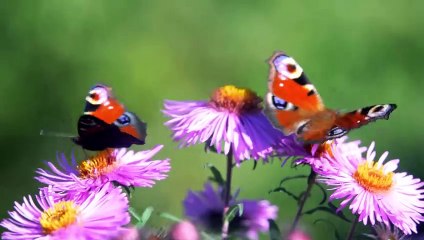 learn & sing letter B ,its phonics and vocabulary words through a poem