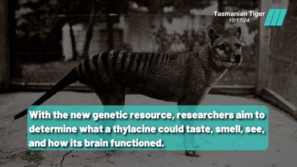 Can Science Bring Back the Thylacine ?