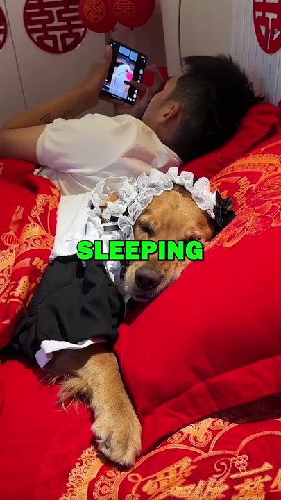 DOG LOVES AC! #pets #doglover #funny #animalstories #dogs