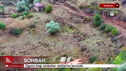 Trabzon'da  Zigana Dağı sonbahar renklerine büründü