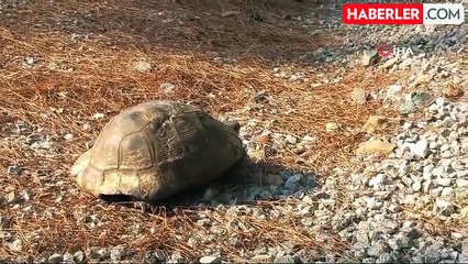 Alevlerden Kaçan Kaplumbağa Güvenli Alana Bırakıldı
