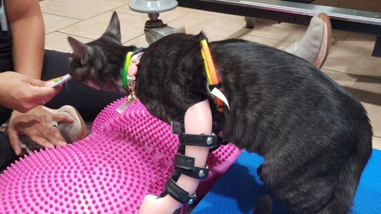 Rescue kitten born with a disability is now able to walk thanks to leg braces