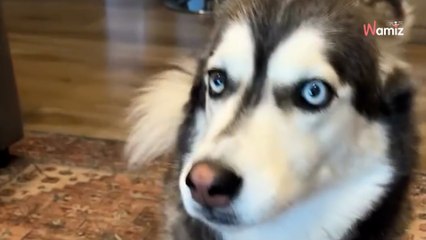 Connaissez-vous le Corgsky ? Cette chienne Husky croisé Corgy passionne les internautes