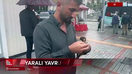 Rize'de işletmesine gelen yavru doğanı eliyle besledi