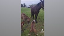 Le da un calambrazo a un perro y un burro se parte de la risa: tienen que verlo porque no tiene desperdicio