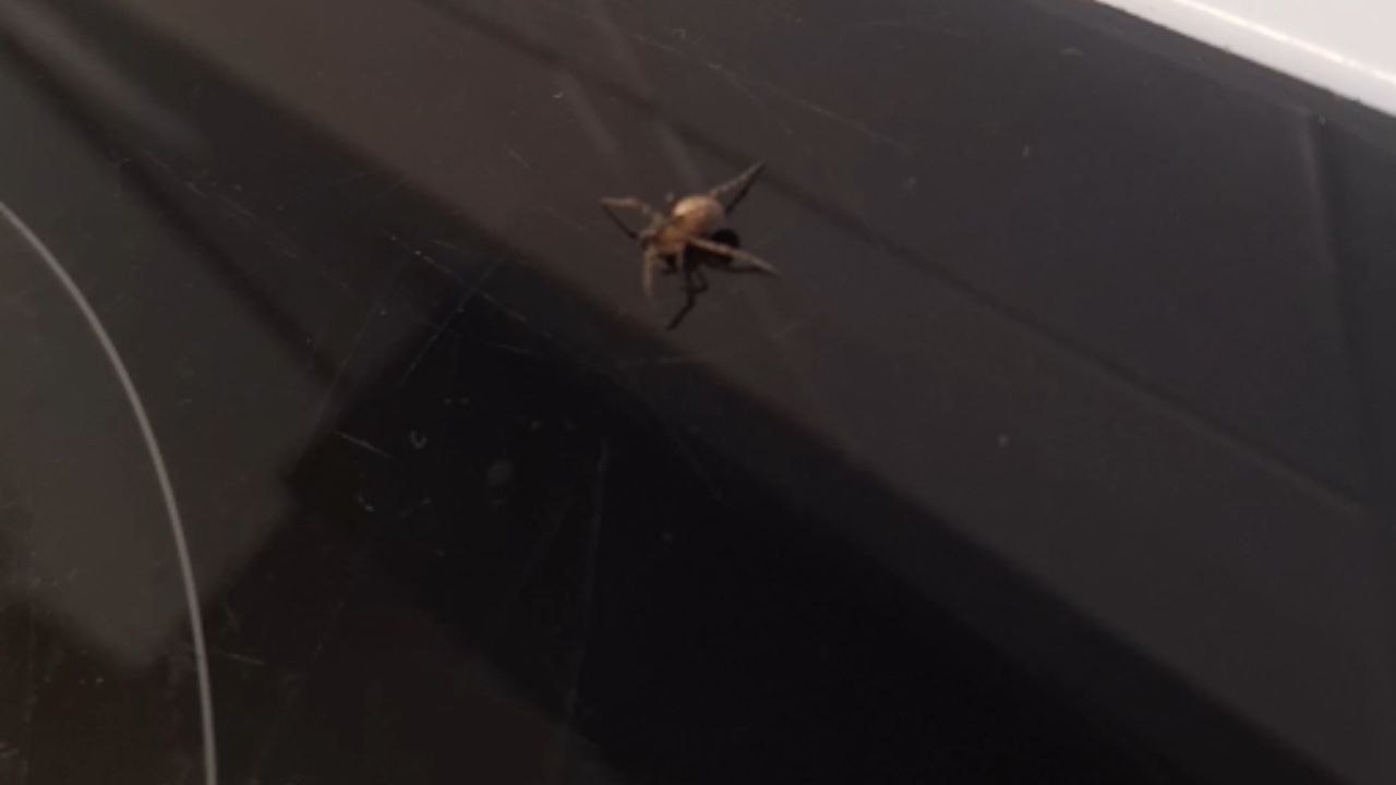 Startled spider goes into wild, unexpected motion after being screamed at