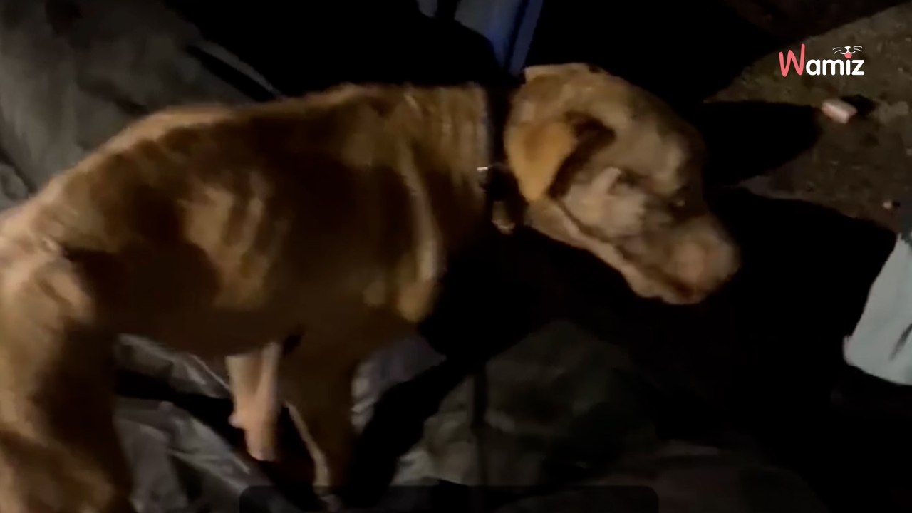 Kobieta zauważa coś dziwnego w śmieciach. Kiedy podchodzi bliżej, pęka jej serce