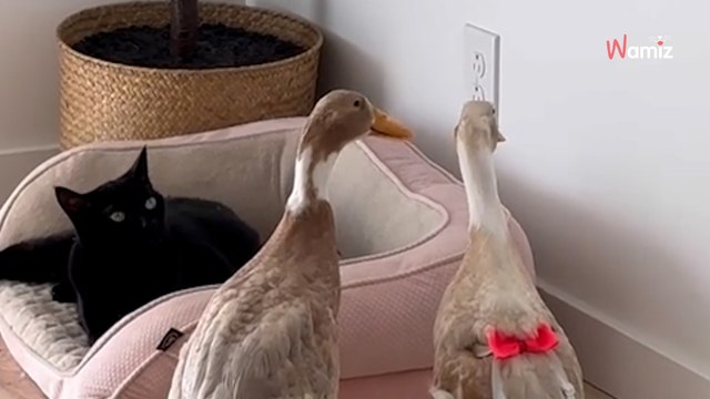 « Votre chat va faire peur aux canards » : 260K personnes ont du mal à croire cette scène du quotidien (vidéo)