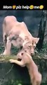 Helpme | mom help me | mother lion | #trending #viralvideo #animals