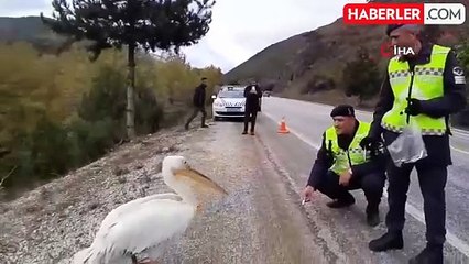 Jandarma Yaralı Pelikan Kuşunu Hamsiyle Besledi