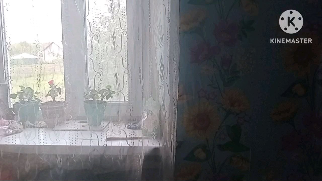 Бобик в гостях у Барбоса | Советский мультфильм для детей про собак