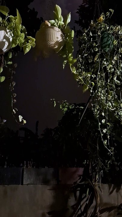 MY GARDEN