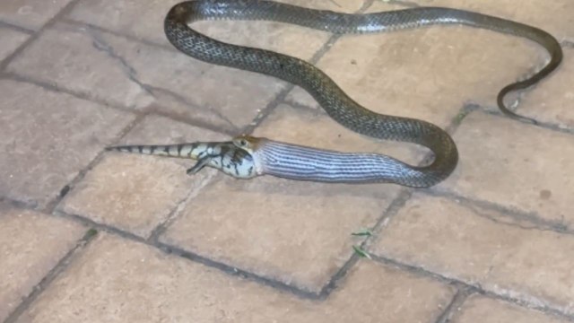 Wildlife drama unfolds as Eastern Brown Snake attempts to fully consume a massive Blue-Tongued Skink