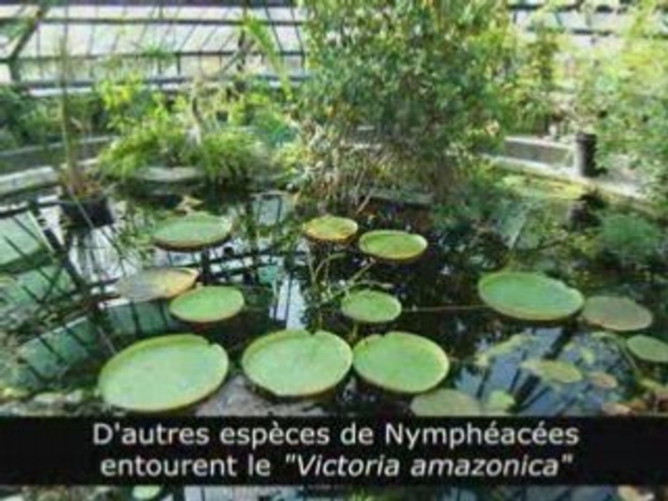 La serre de Bary : Jardin Botanique de Strasbourg