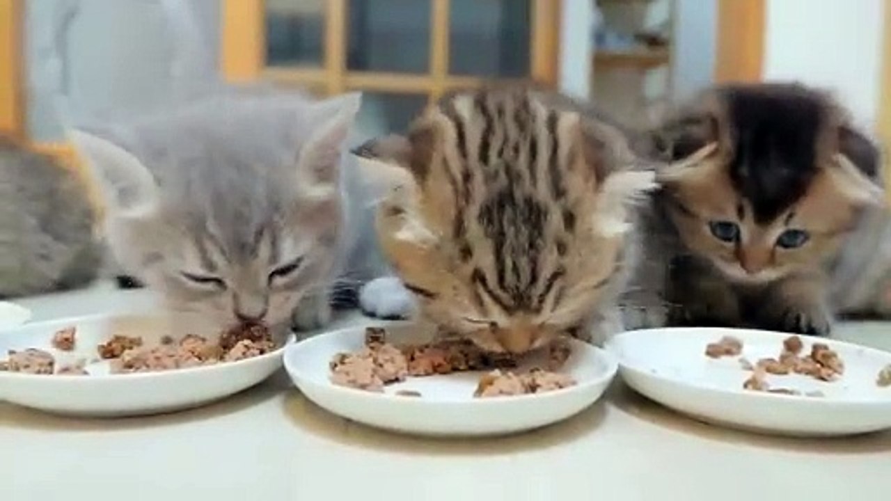 Kittens will meow and get angry if you take too long to feed them