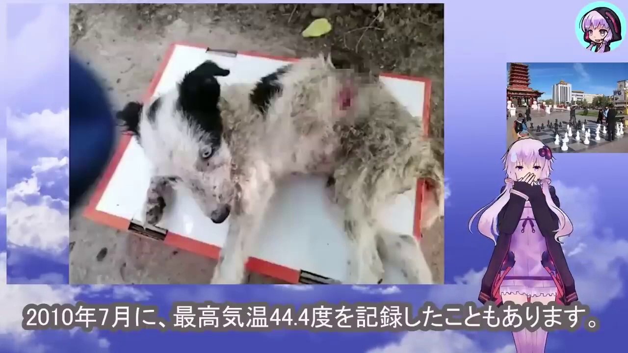 背骨を半分に折られた子犬は猛暑の中、段ボール箱に入れられ見知らぬ場所に放置されましたA puppy with its back broken in half was left in a strange location in a cardboard box during scorching heat.